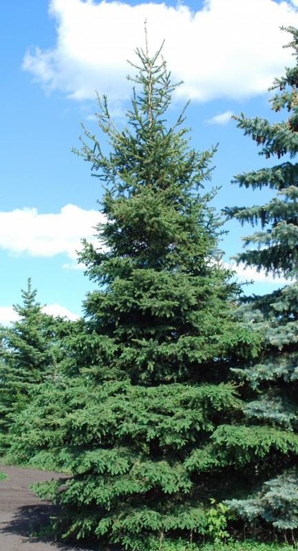 Picea Glauca 