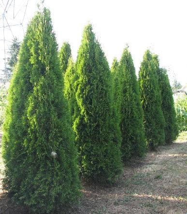 Thuja Occidentalis 