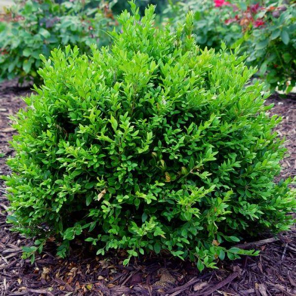 Buxus Green Velvet