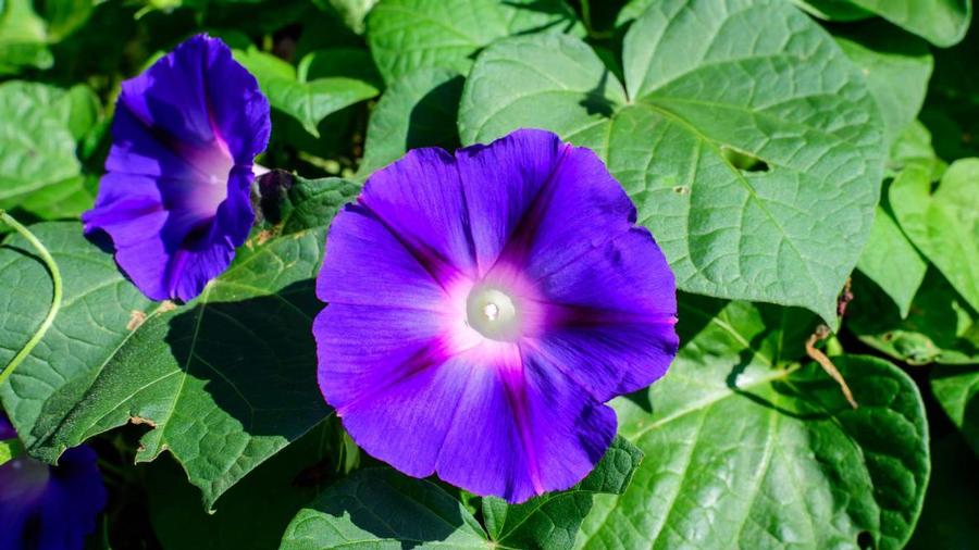 Ipomoea Purpurea 