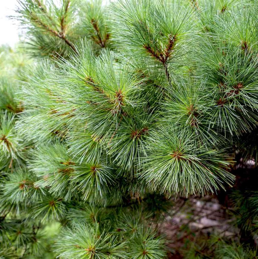 Pinus Strobus - Eastern White pine from Scotts Garden Centre