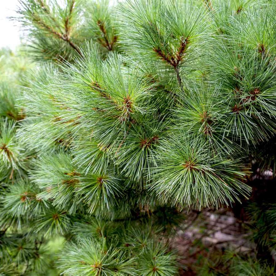 Pinus Strobus 