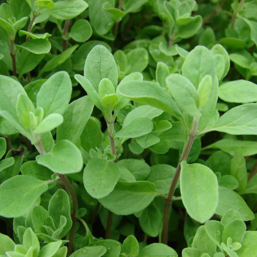 Origanum Majorana 