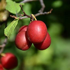 Plum - Toka from Scotts Garden Centre