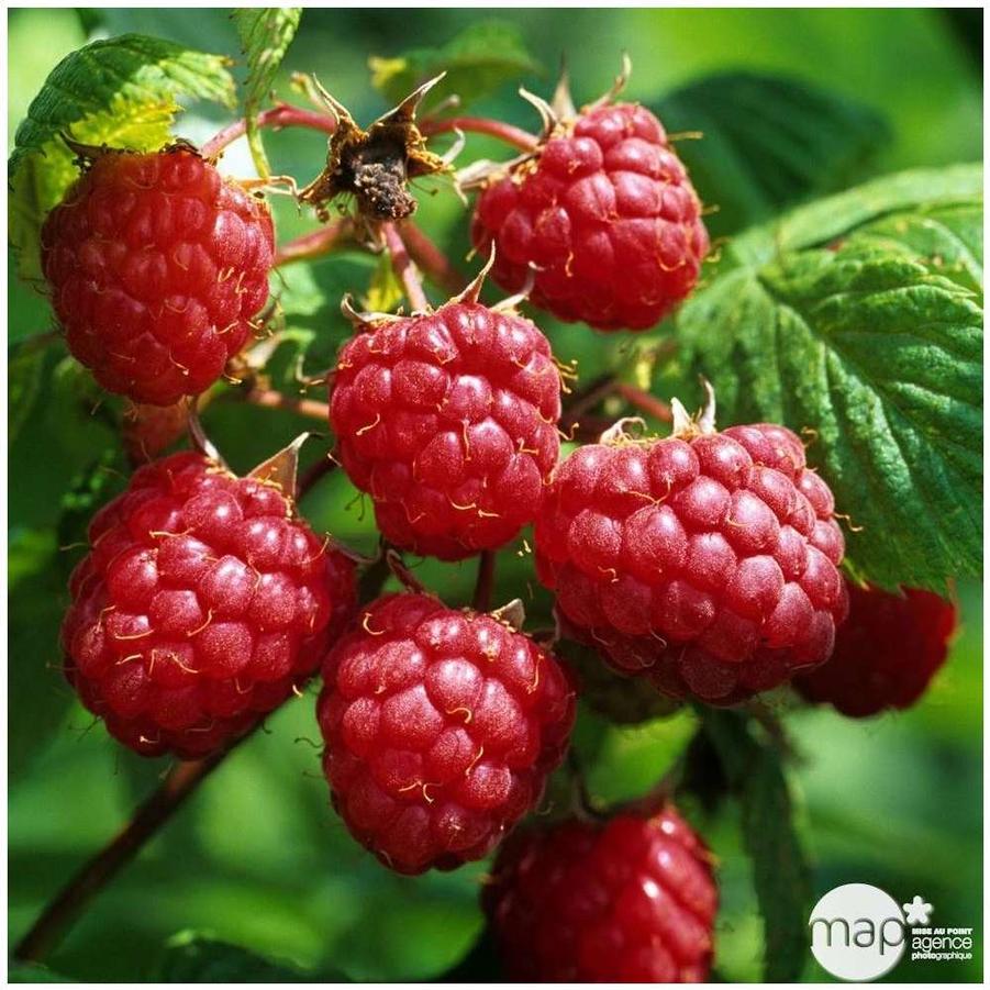 Raspberry - Heritage from Scotts Garden Centre