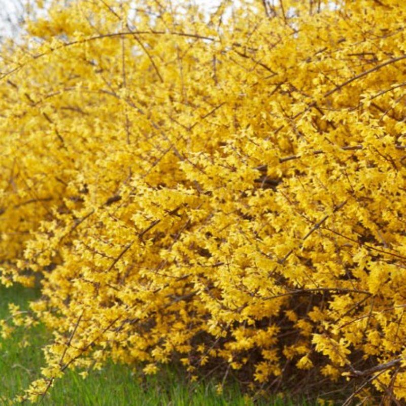 Forsythia Ovata 'Ottawa' - from Scotts Garden Centre