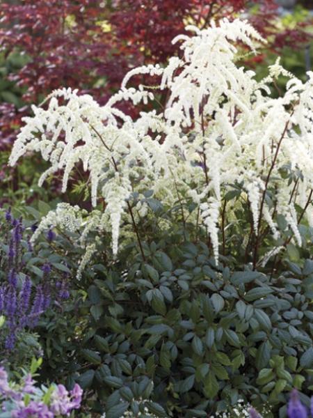 Astilbe Arendsii Moccachino