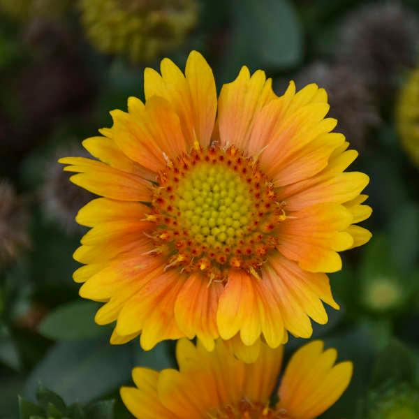 Gaillardia Aristata 'Arizona Apricot' - Blanket Fower from Scotts Garden Centre