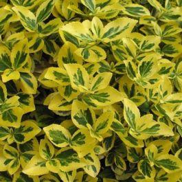 Euonymus Fortunei 'Canadale Gold' - from Scotts Garden Centre