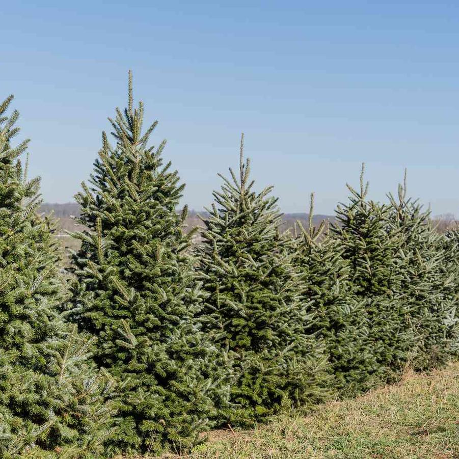 Abies Fraseri 'Fraser Fir' - from Scotts Garden Centre