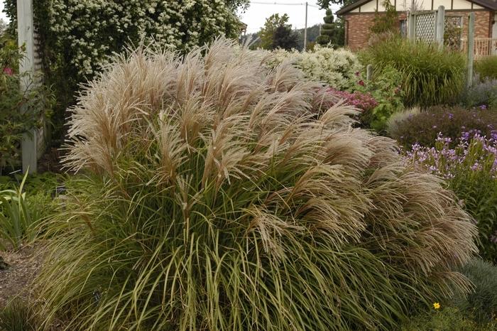 Miscanthus sinensis Huron Sunrise