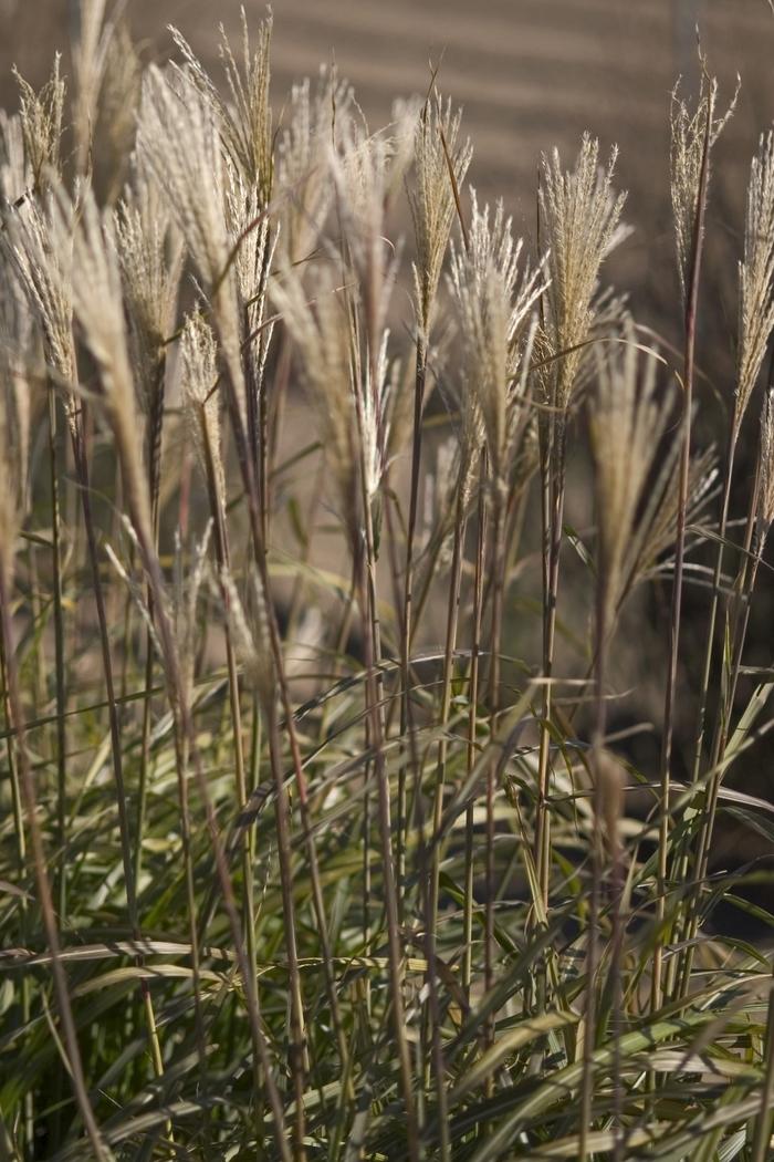 Miscanthus sinensis Huron Blush