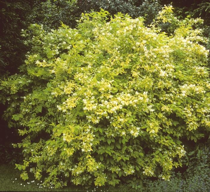 Philadelphus Coronarius Aureus