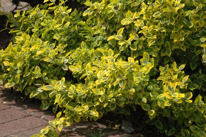 Euonymus fortunei Emerald n' Gold