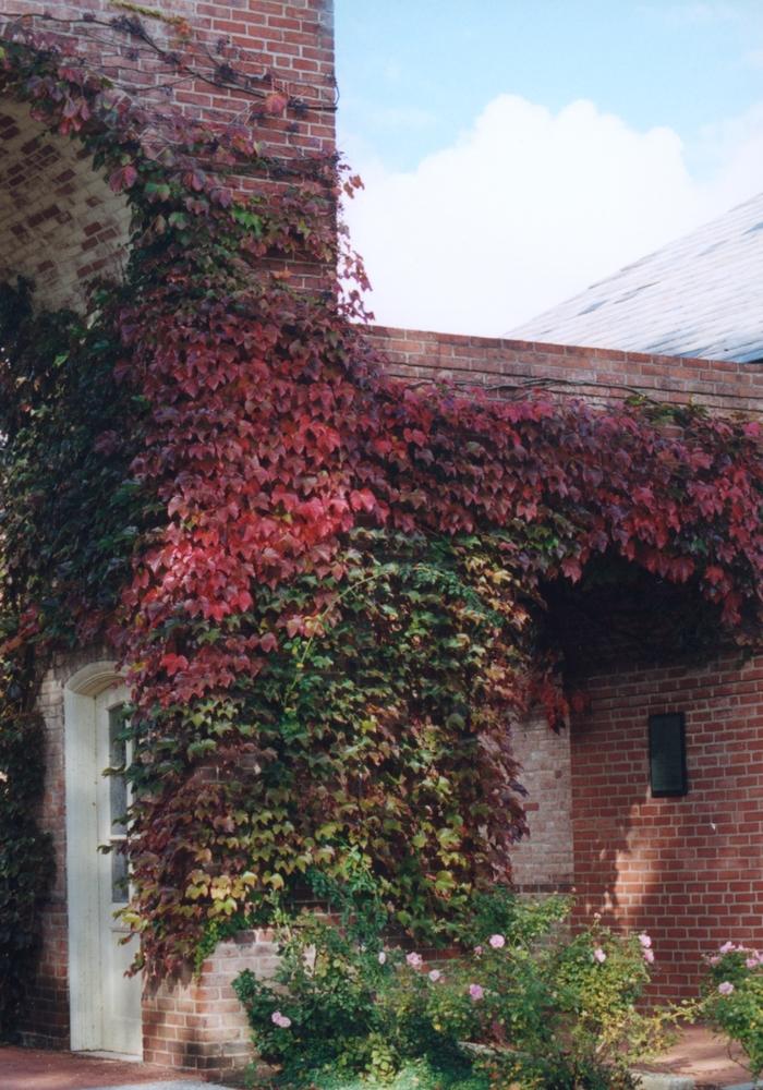 Parthenocissus tricuspidata 