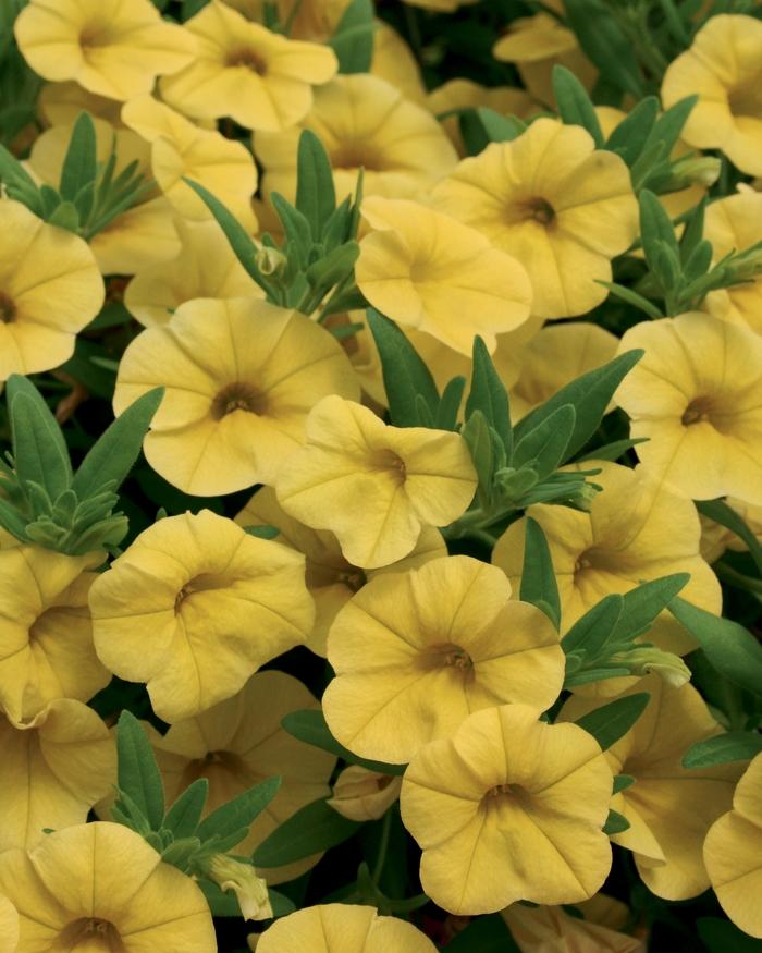 Calibrachoa hybrid Superbells® Yellow