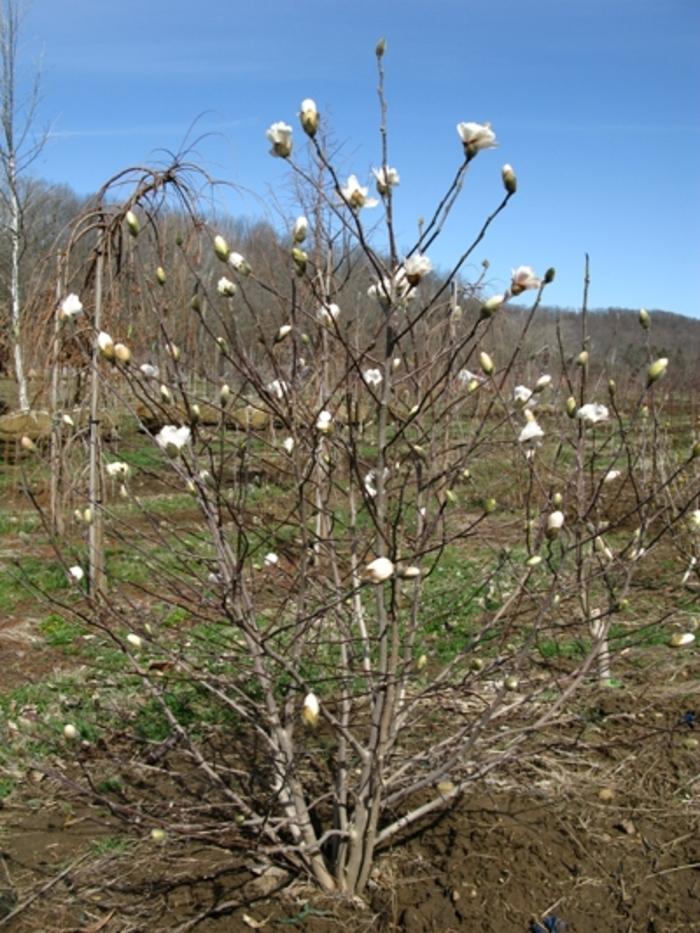 Magnolia stella 