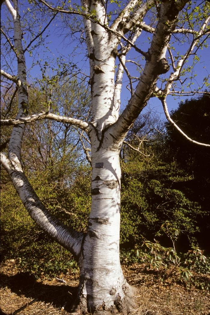 Betula Papyrifera 