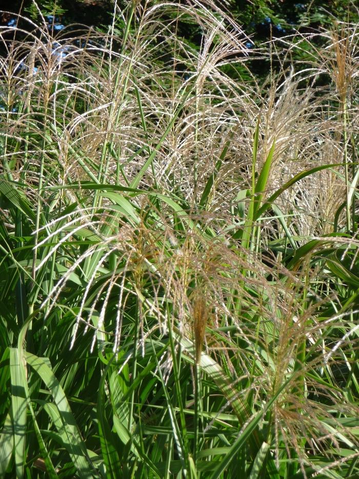 Miscanthus floridulus