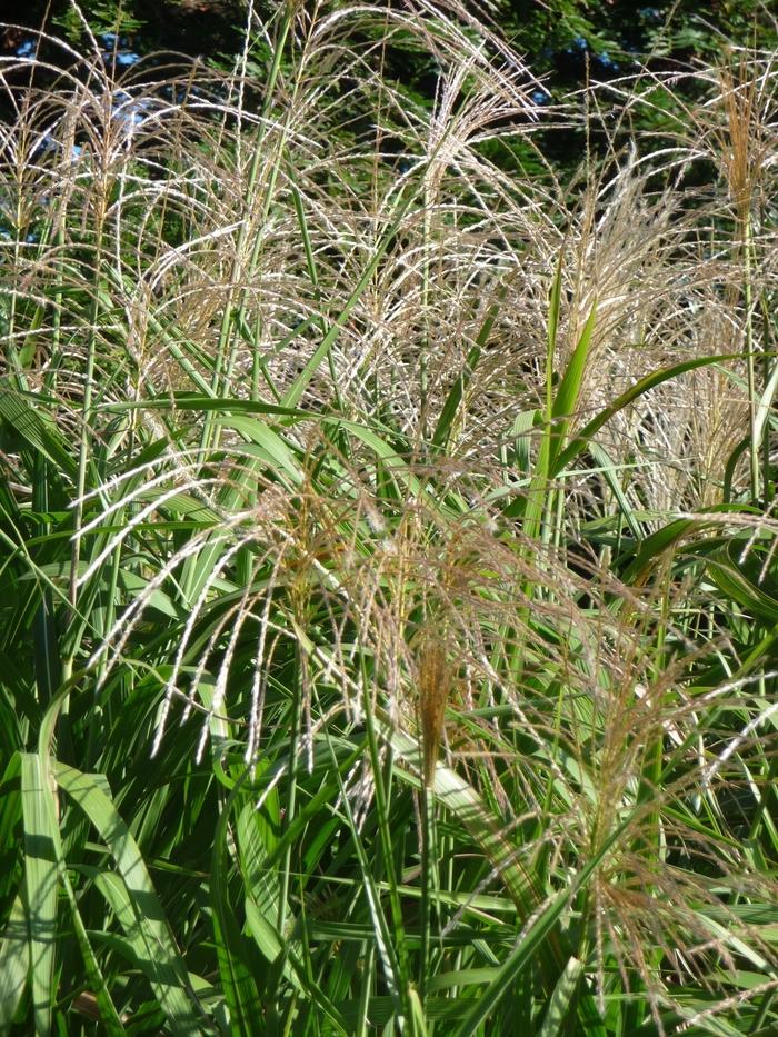 Miscanthus floridulus 