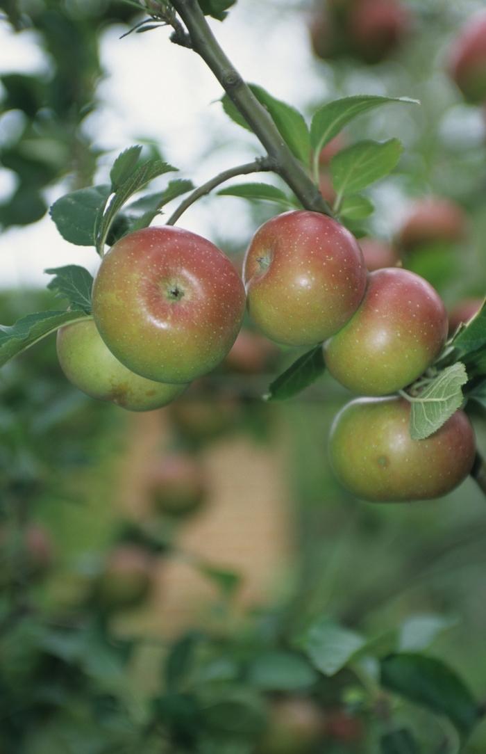 Malus domestica Royal Gala