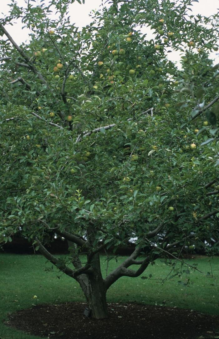 Malus domestica Golden Delicious