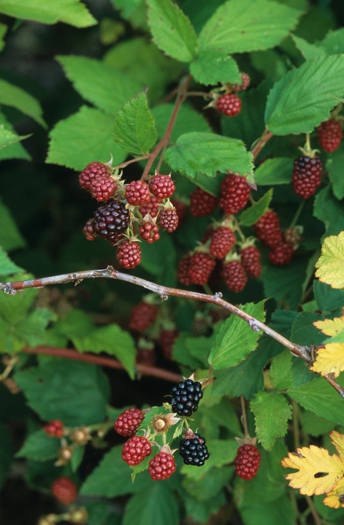 Rubus ursinus Black Satin