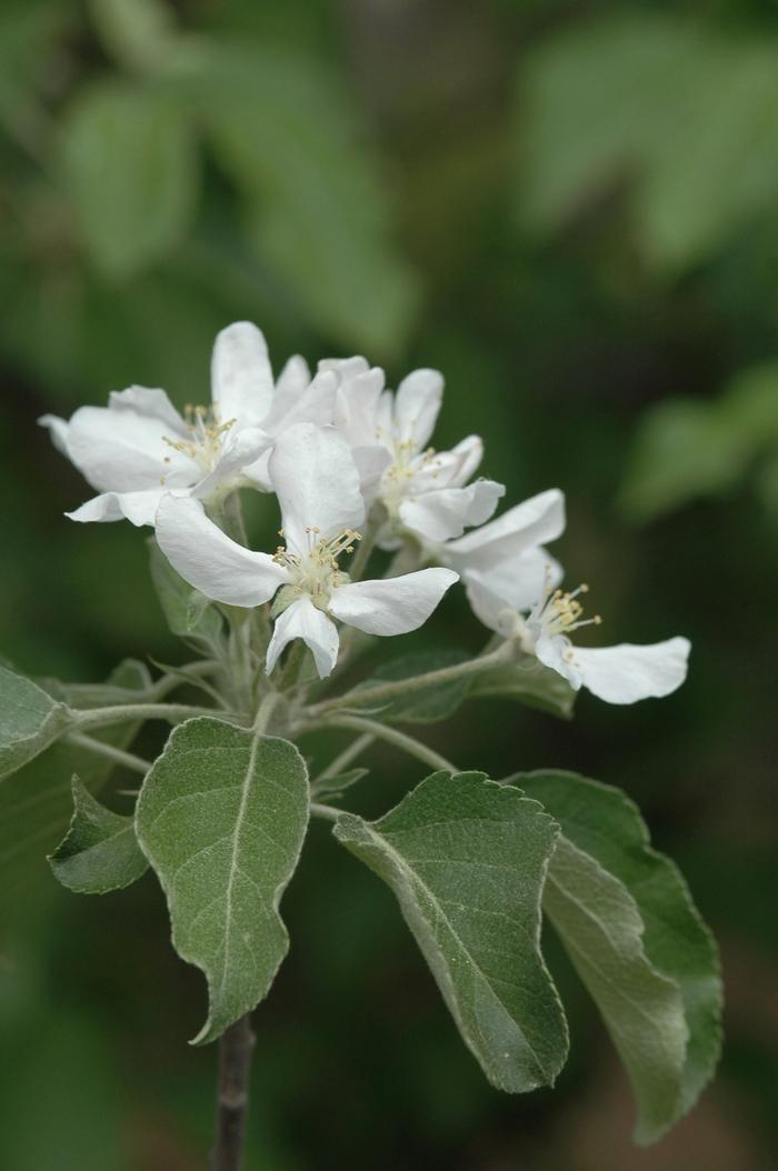 Malus domestica Fuji