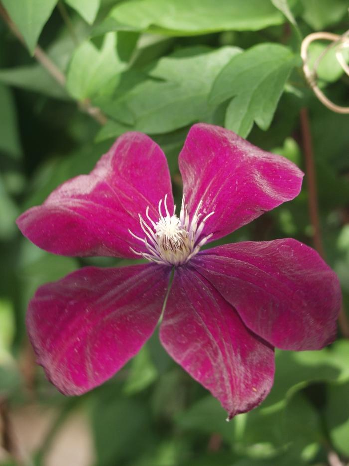 Clematis Rouge Cardinal('Red Cardinal')