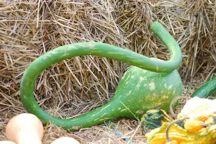 Cucurbita maxima Extra Long-Handled Dipper Gourd