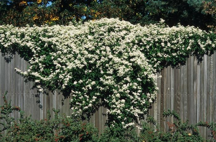 Clematis paniculata 