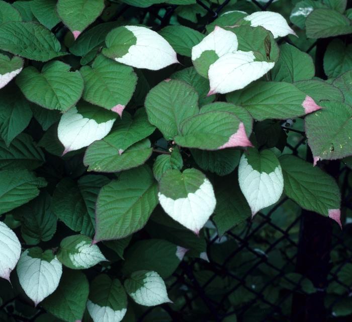 Actinidia Kolomitka 