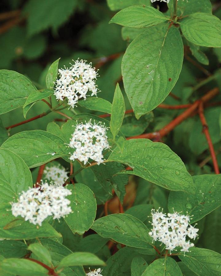 Cornus Sericea Red Osier