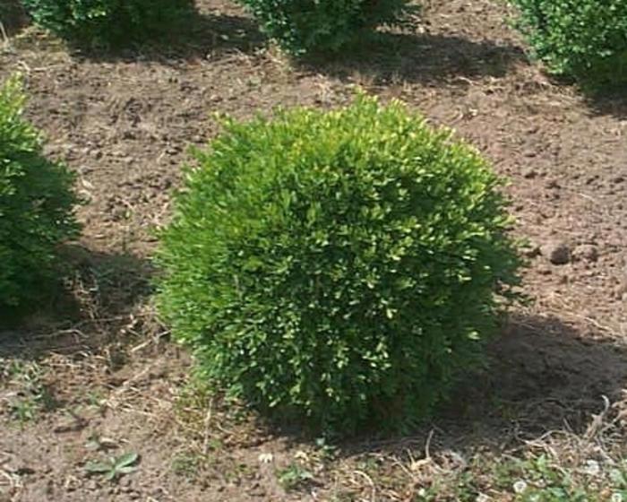 Buxus microphyla Green Gem