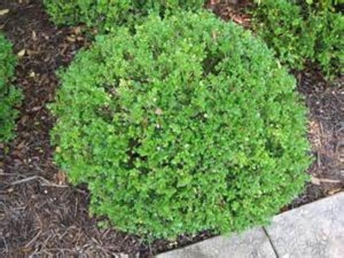 Buxus Pin Cushion