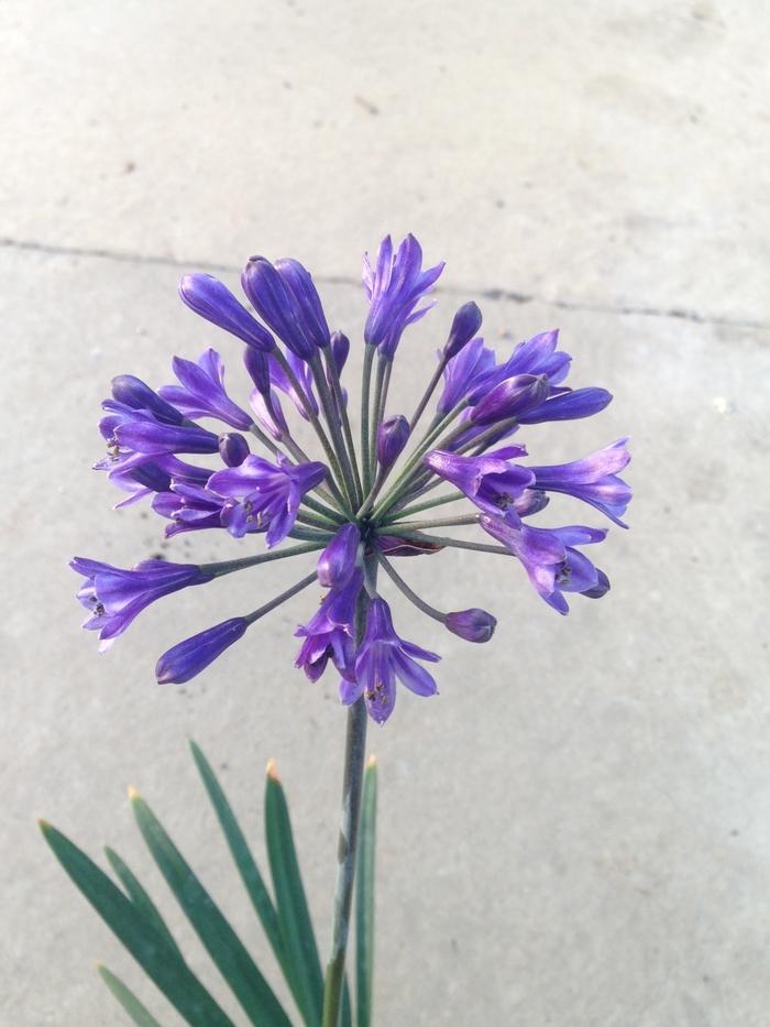 Agapanthus 