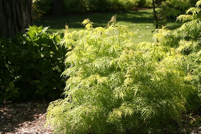 Sambucus Racemosa Lemony Lace