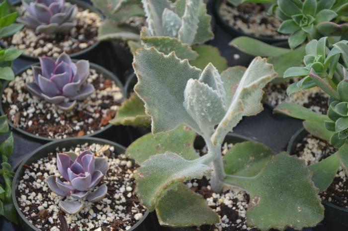 Kalanchoe beharensis Fang