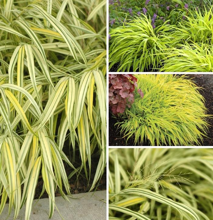 Hakonechloa Multiple Varieties