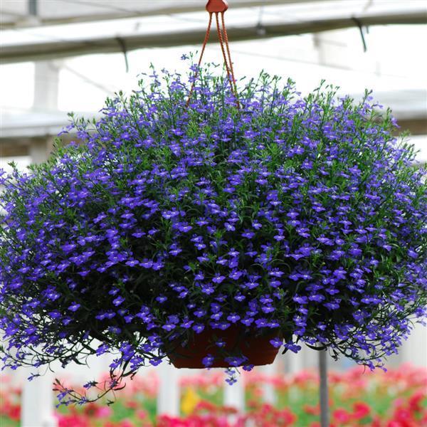 Lobelia Erinus - from Scotts Garden Centre