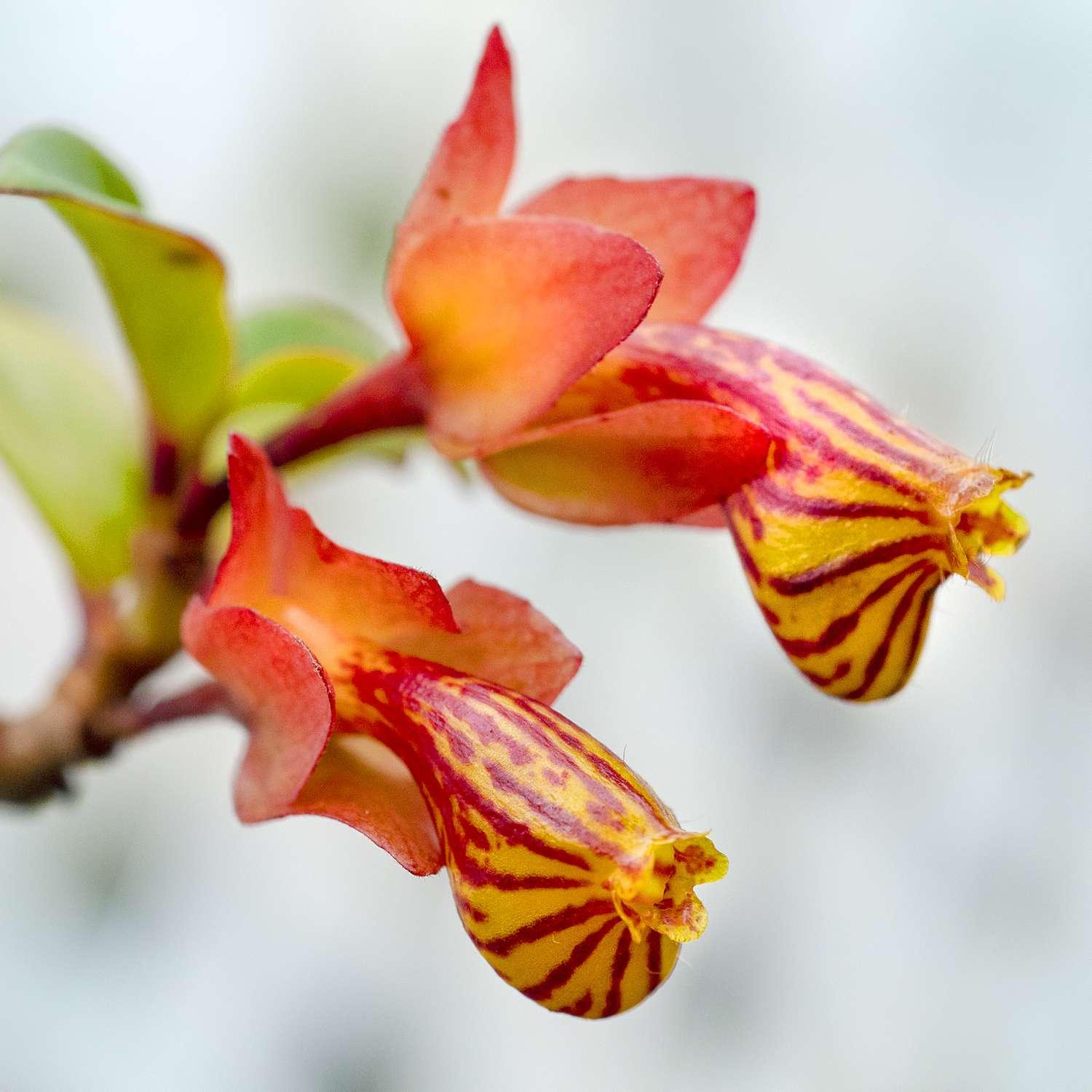 Nematanthus Gregarius Tropicana