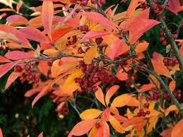 Aronia Arbutifolia Brilliantissima