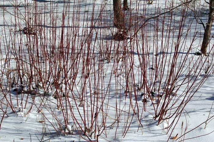 Cornus Sericea Red Osier