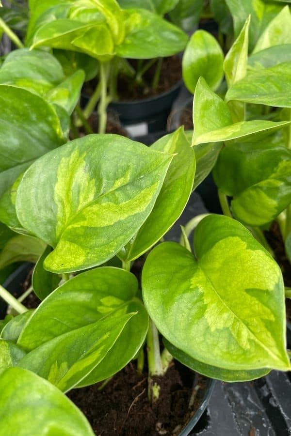 Epipremmum Aureum Pothos