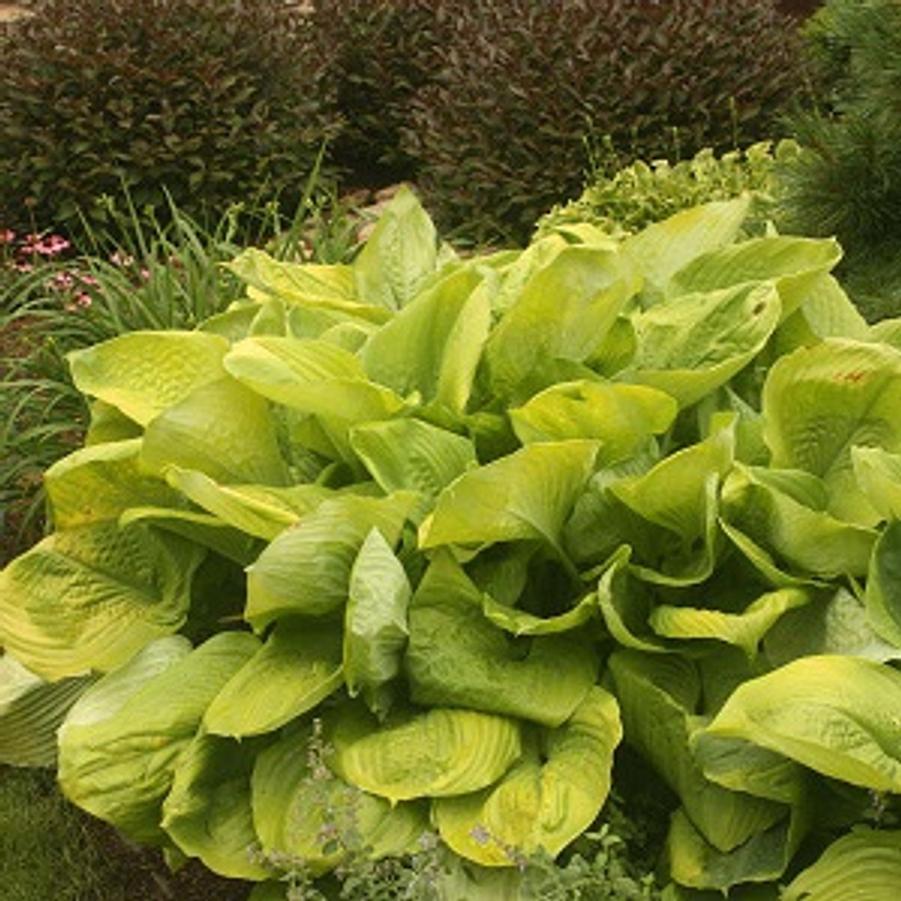 Hosta 'Sum and Substance' - Plantain Lily from Scotts Garden Centre