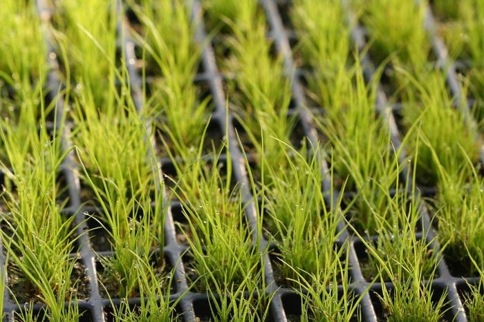 Juncus effusus