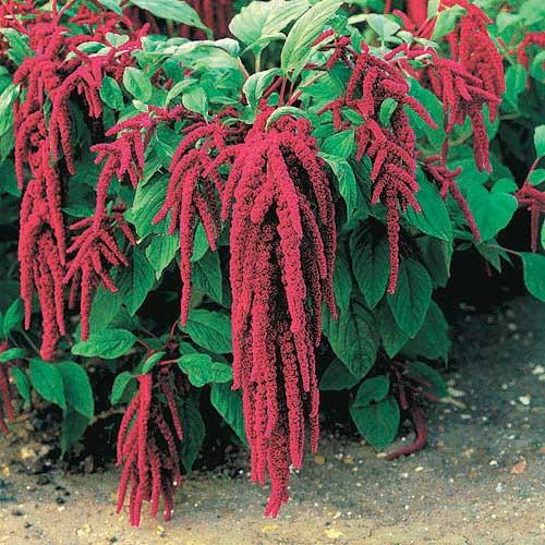 Amaranthus Caudatus 'Love Lies Bleeding' - Tassel Flower from Scotts Garden Centre