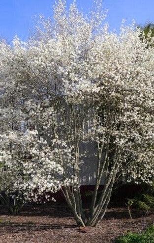 Amelanchier Arborea 'Downy' - Serviceberry from Scotts Garden Centre