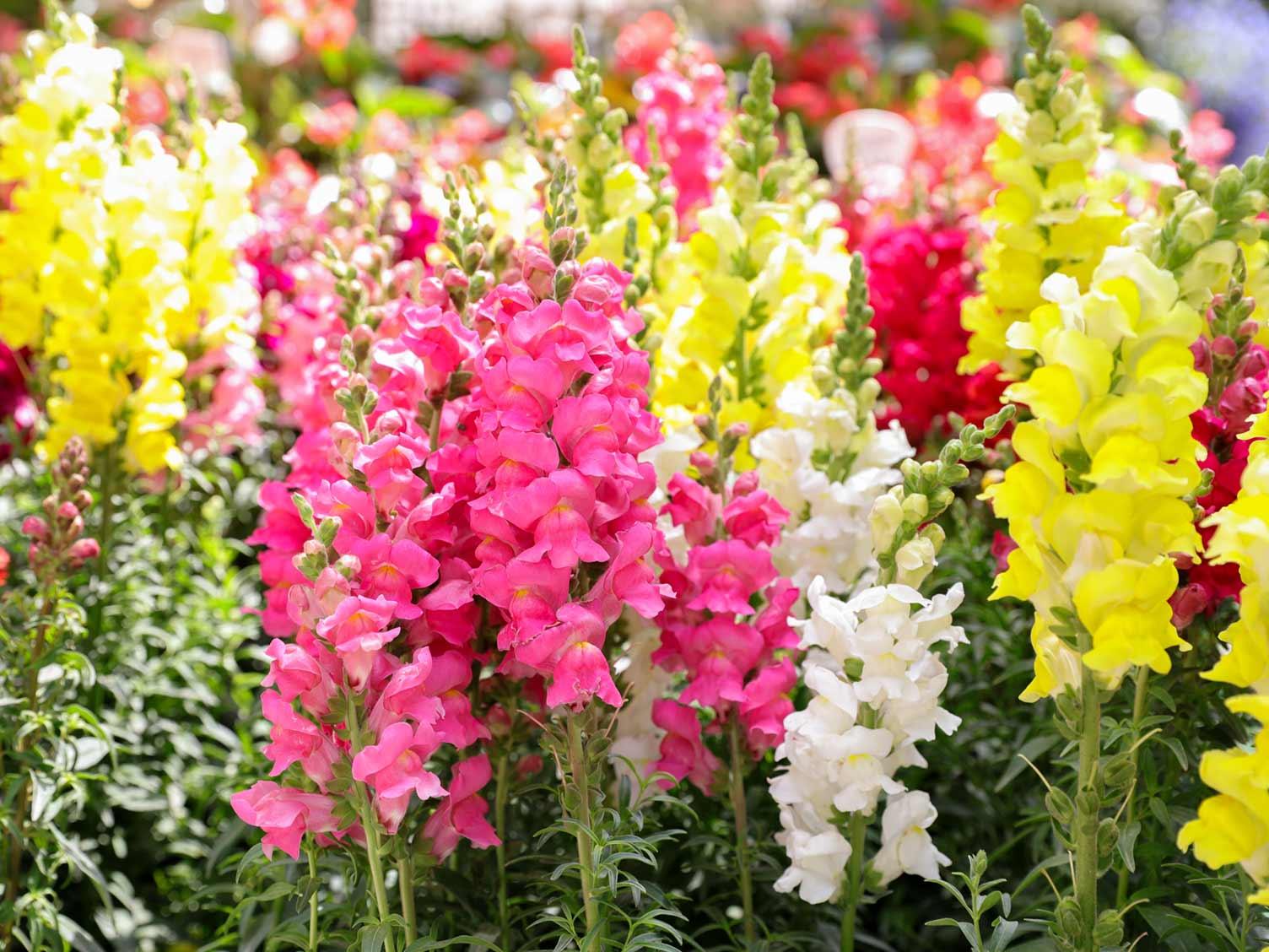 Antirrhinum - Snapdragon from Scotts Garden Centre