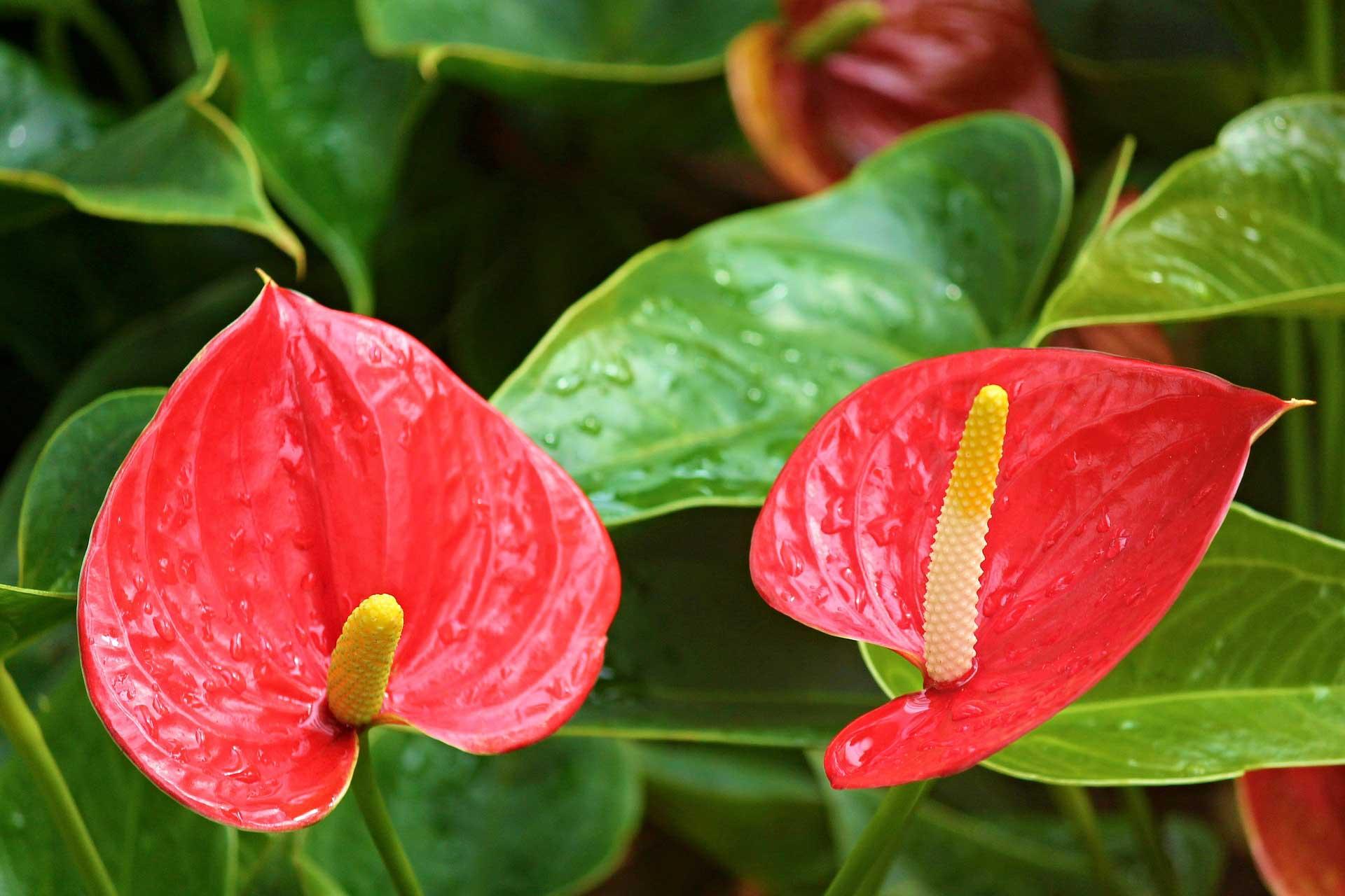 Anthurium - Flamingo Plant from Scotts Garden Centre